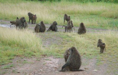  Top  Au ABILITATI impresionante! TOP 8 cele mai INTELIGENTE animale
