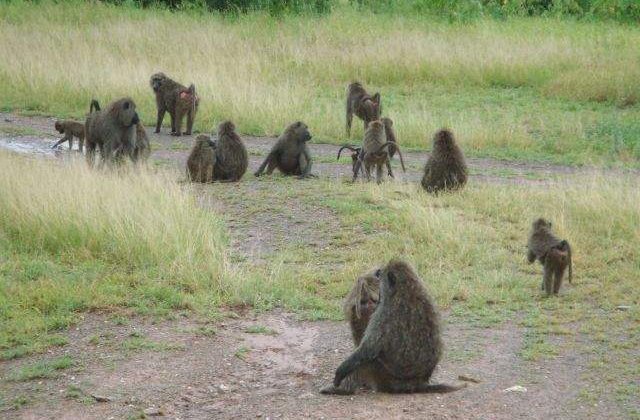 Au ABILITATI impresionante! TOP 8 cele mai INTELIGENTE animale