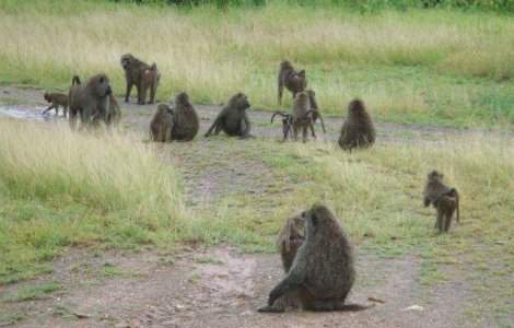  Top  Au ABILITATI impresionante! TOP 8 cele mai INTELIGENTE animale