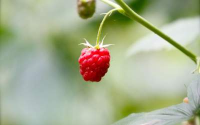 Află cum zmeura românească și...