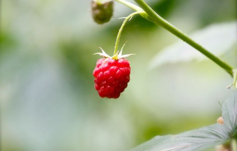 Află cum zmeura românească și afinele au cucerit piețele din Ungaria și Polonia, generând vânzări impresionante