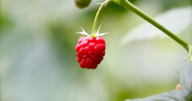 Zmeura și afinele românești cuceresc Ungaria și Polonia!