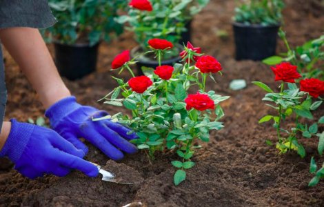 Află secretul plantării trandafirilor pe timpul verii!
