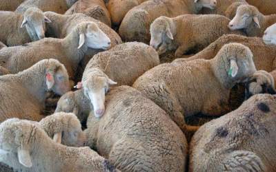 1 milion de oi au ramas...