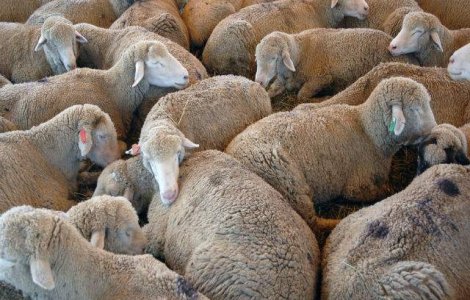 1 milion de oi au ramas nevandute din cauza bolii limbii albastre