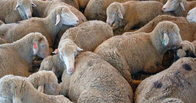 1 milion de oi au ramas nevandute din cauza bolii limbii albastre