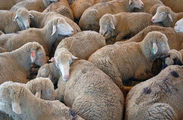 1 milion de oi au ramas nevandute din cauza bolii limbii albastre