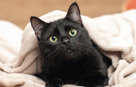 Peste 250 de nume unice pentru pisici: Găsește-l pe cel perfect pentru ghemotocul tău!