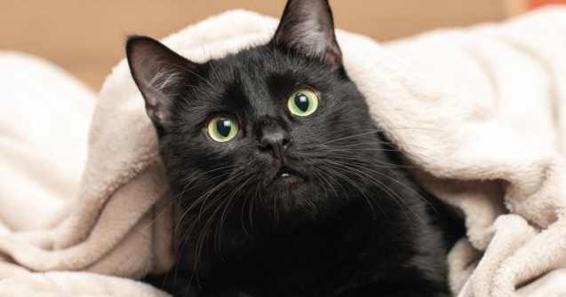 Descoperă cele mai bune nume pentru pisica ta!