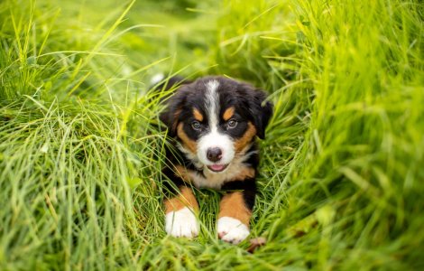 Descoperă cele mai interesante nume pentru câini: Peste 280 de opțiuni pentru băieți și fete!