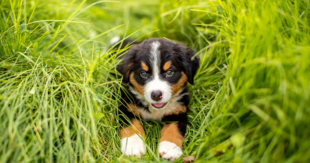 Descoperă cele mai interesante nume pentru câini: Peste 280 de opțiuni!