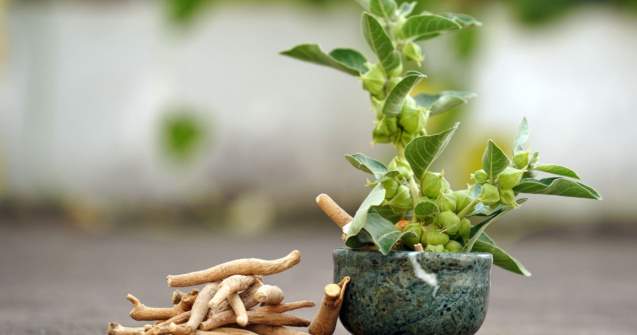 Ce este ashwagandha și ce beneficii oferă?