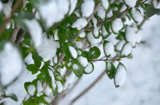 Stiai care este SECRETUL lor? Alimentele MINUNE ale lunii decembrie
