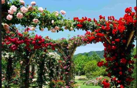 Metode surprinzătoare pentru a-ți transforma trandafirii de grădină în august