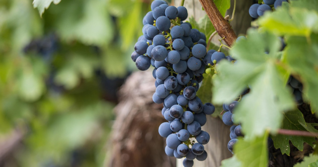 De ce să folosim spalieri metalici pentru cultura de viță de vie?