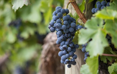 De ce să folosim spalieri metalici pentru cultura de viță de vie?