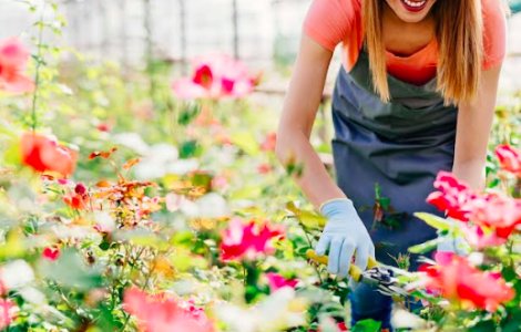 Secretul tăierii perfecte a trandafirilor: Ce nu ți-a spus nimeni până acum