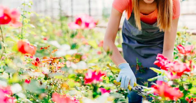 Secretul tăierii perfecte a trandafirilor: Ce nu ți-a spus nimeni până acum