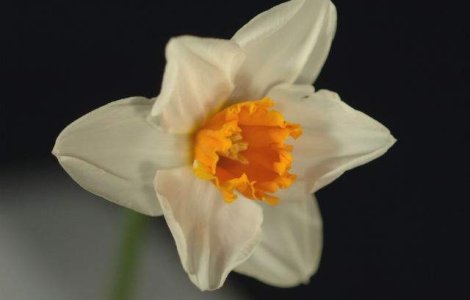  Top  Distrug celulele CANCEROASE si pot combate dementa!