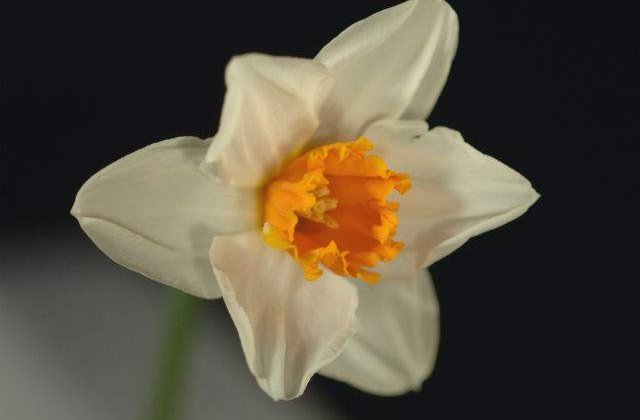 Distrug celulele CANCEROASE si pot combate dementa! Efectul UIMITOR al florilor asupra sanatatii