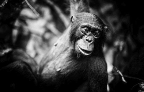 Cimpanzeii nu sunt persoane, afirma un tribunal newyorkez