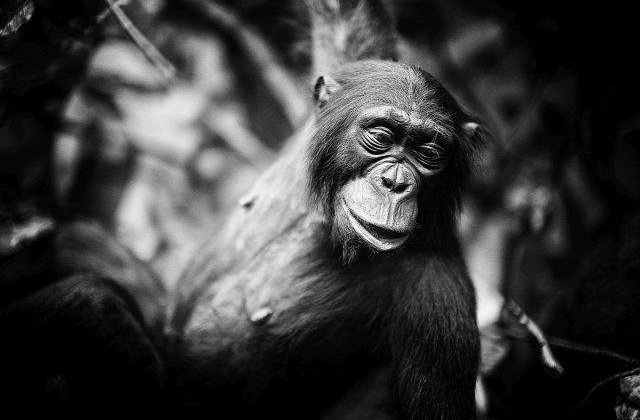 Cimpanzeii nu sunt persoane, afirma un tribunal newyorkez