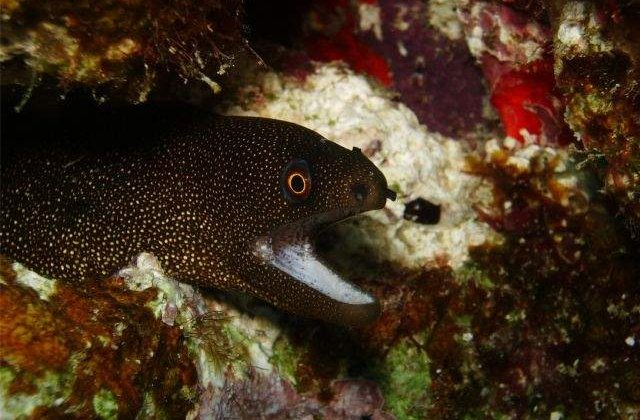 Tiparul sud-american actioneaza ca un pistol cu impulsuri electrice