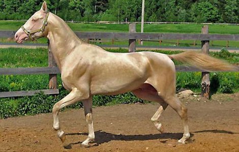 Descoperă rasele de cai care te vor lăsa fără cuvinte!