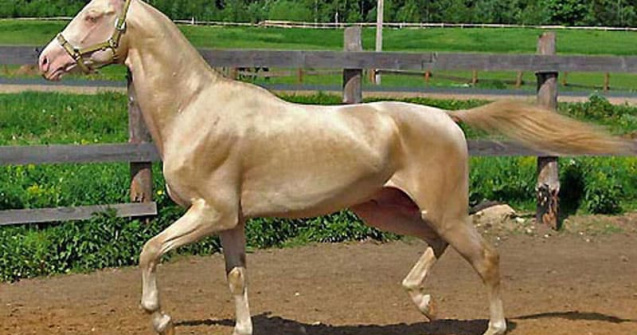 Descoperă rasele de cai care te vor lăsa fără cuvinte!