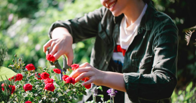 Descoperă secretul replantării corecte a trandafirilor!