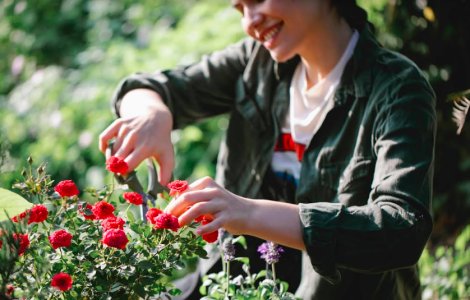 Descoperă secretul replantării corecte a trandafirilor!