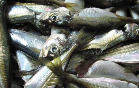 Romanii, cel mai mic consum de peste din Uniunea Europeana