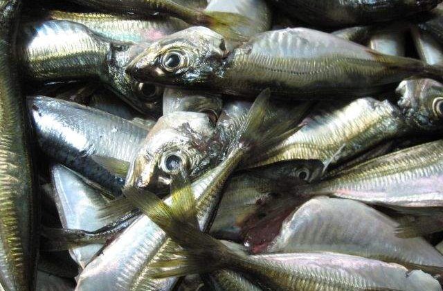 Romanii, cel mai mic consum de peste din Uniunea Europeana