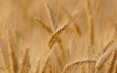 Venituri surprinzătoare...