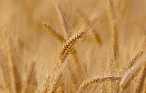 Venituri surprinzătoare pentru Agroland Agribusiness după un an plin de provocări în agricultură