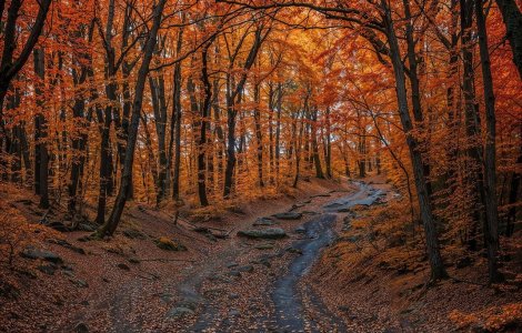 Cele mai frumoase poezii de toamnă care surprind magia anotimpului