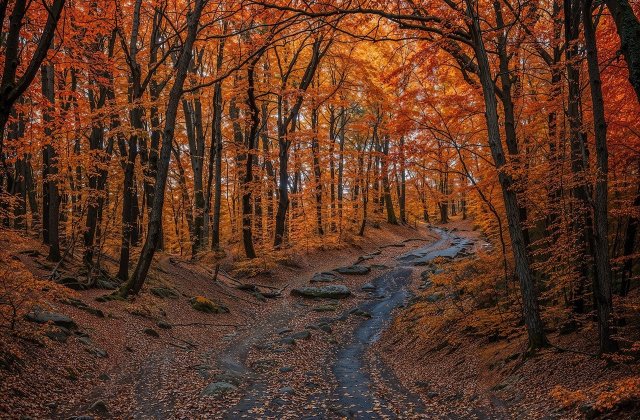 Cele mai frumoase poezii de toamnă care surprind magia anotimpului