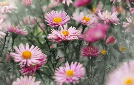 5 cele mai frumoase flori de toamnă