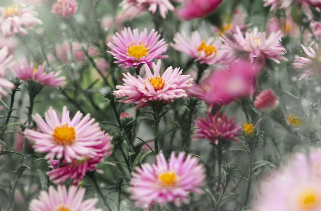 5 cele mai frumoase flori de toamnă