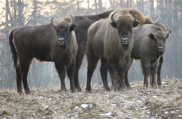 Care sunt diferențele dintre zimbri și bizoni?