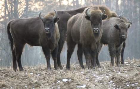 Care sunt diferențele dintre zimbri și bizoni?