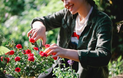 Secretele trandafirilor în ghiveci: cum să obții flori spectaculoase!