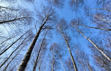  Top  Cum va fi vremea de CRACIUN?