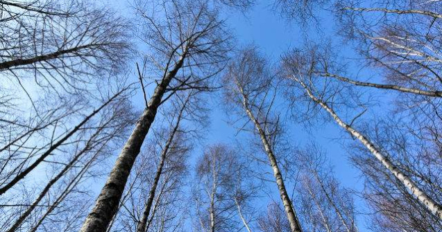  Top  Cum va fi vremea de CRACIUN?