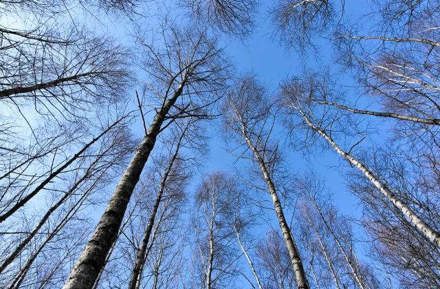 Cum va fi vremea de CRACIUN? Prognoza meteo pentru urmatoarele doua saptamani
