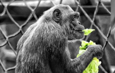 Oradea: Animalele de la Gradina Zoologica pot fi adoptate la distanta