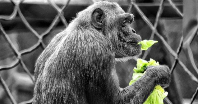 Oradea: Animalele de la Gradina Zoologica pot fi adoptate la distanta