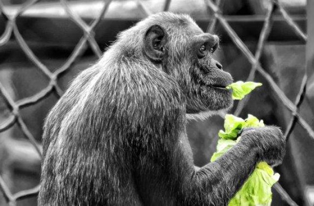 Oradea: Animalele de la Gradina Zoologica pot fi adoptate la distanta