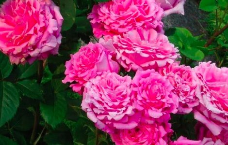 Descoperă adevărul ascuns despre apa de trandafiri: Beneficii uimitoare și cum să o prepari corect