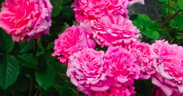 Secretul apei de trandafiri: Cum să o prepari și beneficiile uimitoare